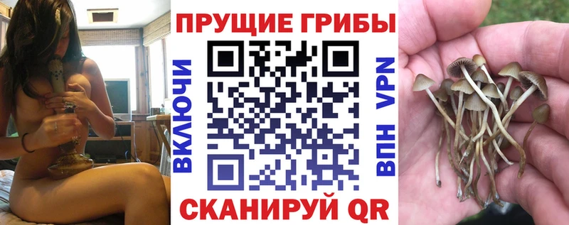 darknet Telegram  Губкин  Галлюциногенные грибы Psilocybine cubensis 